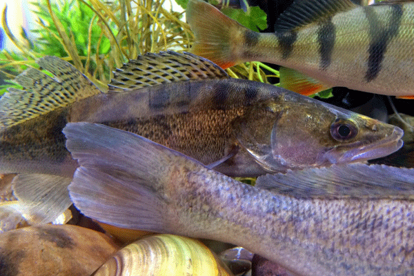 zander besatzfische